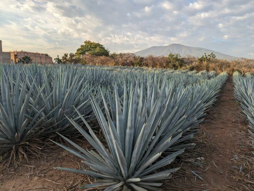Tequila Agave field with blue-green plants under a cloudy sky and distant mountains.
